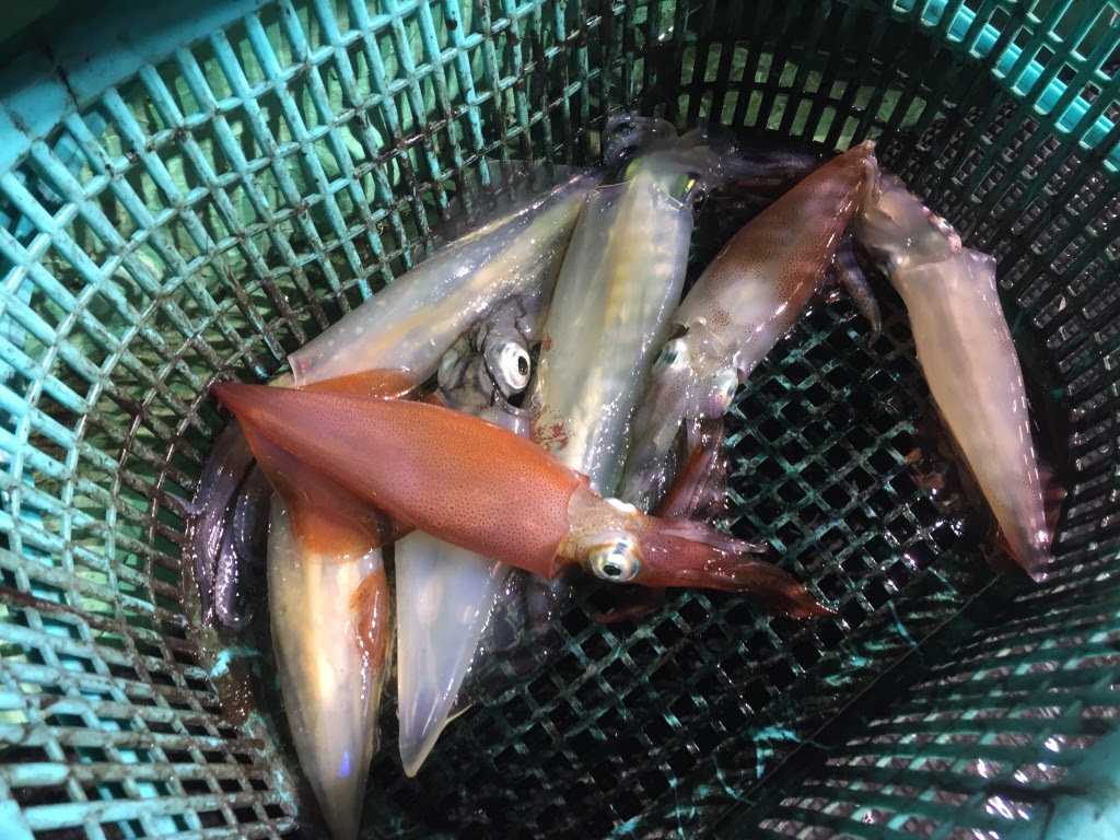 島根発 山陰浜田ケンサキイカ釣り 極鋭 Team Red With Lethal Weapon 清水恭仁