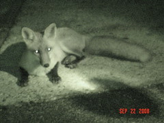 foxtmaretic