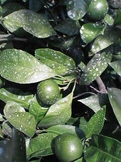 ミカンの実 三保で海辺暮らし ２