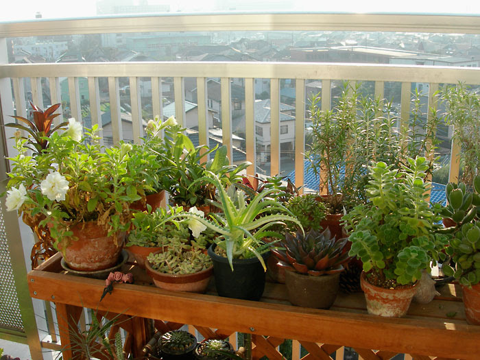 ベランダの植物たち ハーブのツレヅレ 緑町のウェブ屋 多肉植物と球根 着生植物のベランダガーデン 跡地
