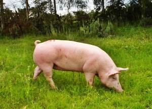 American Yorkshire pig