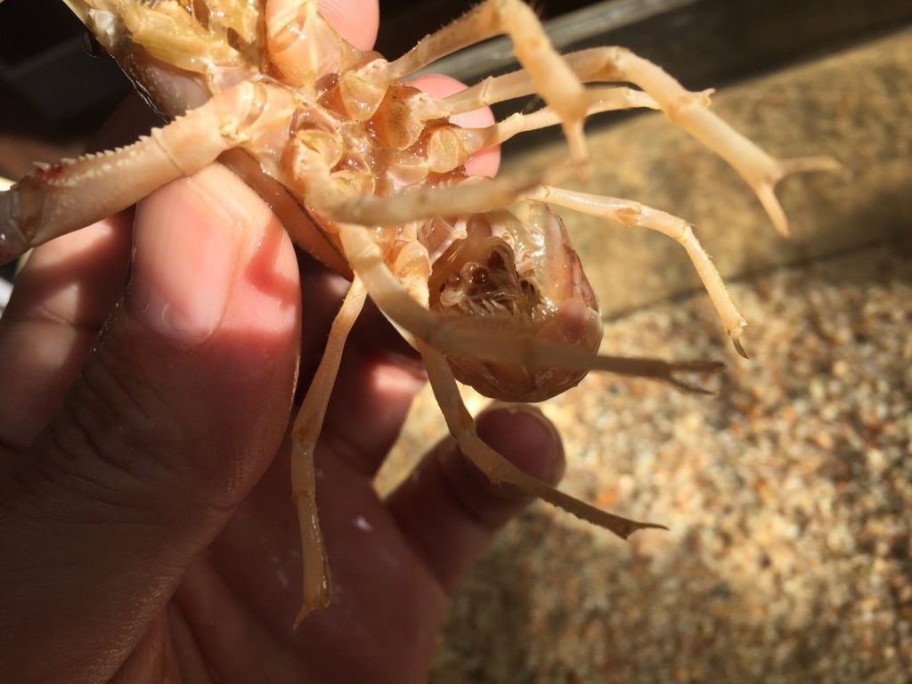 タイゴーストザリガニ 抱卵中の卵の死滅 まろパパのhow About This