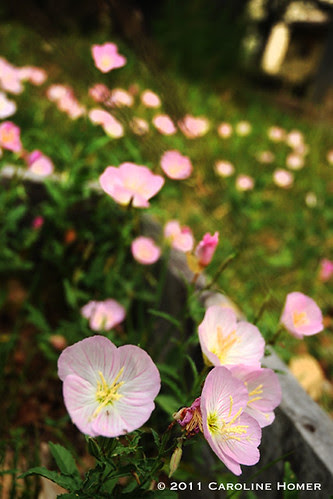 Pink evening primrose