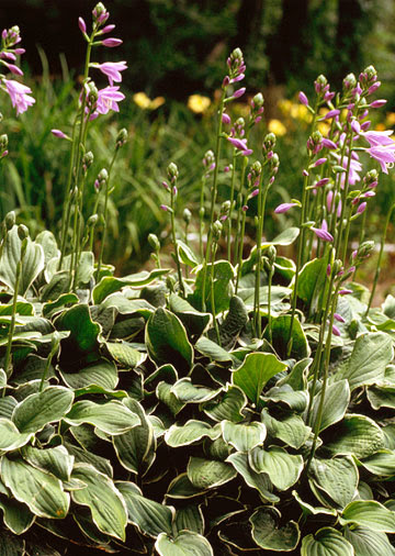 Hosta Plants
