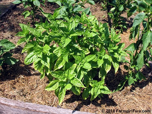 Basil plant before harvesting 8-4-10