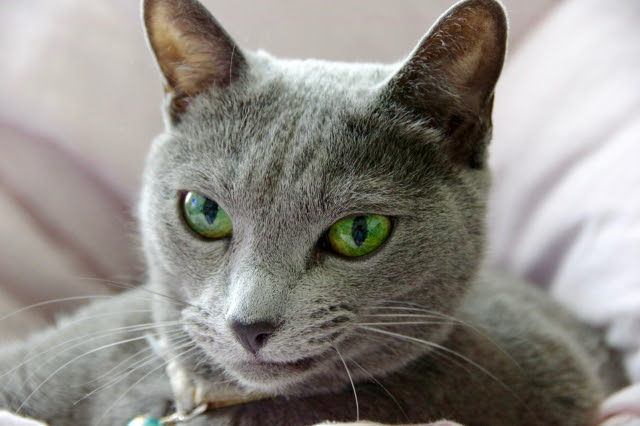 猫アレルギー体質の人に朗報！アレルギーが出にくい猫達を紹介します 