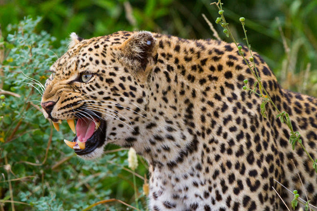Leopard