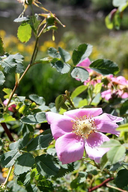 wild roses, whitaker ponds natural area