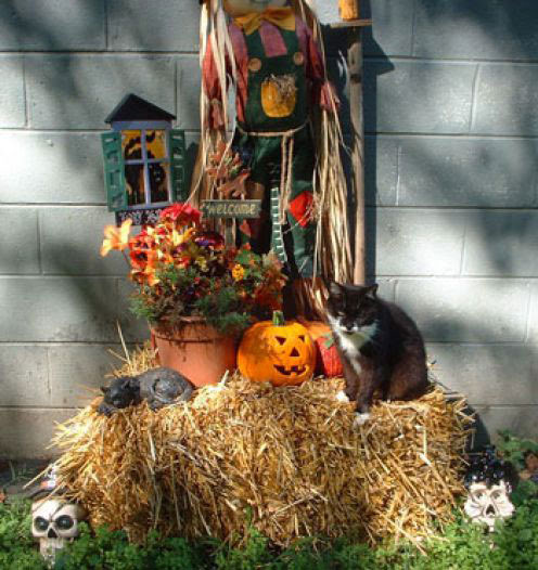 125 Cool Outdoor Halloween Decorating Ideas DigsDigs 125 Cool Outdoor Halloween Decorating Ideas DigsDigs
