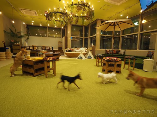 70以上 名古屋 犬カフェ 折り紙コレクションだけ