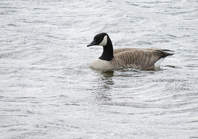 IMG_1048cps Canada Goose