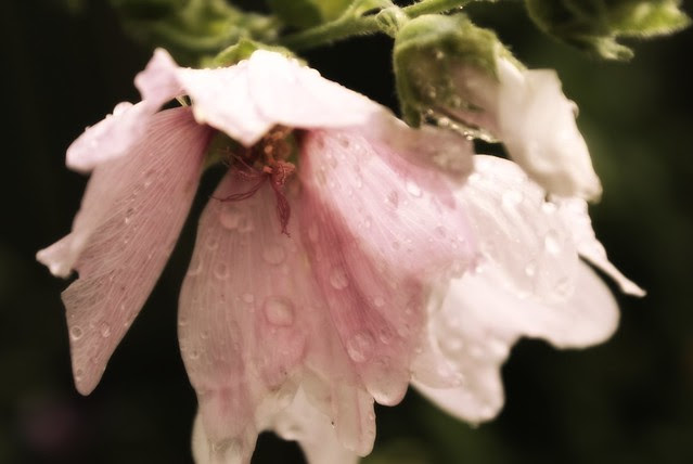 pink tears
