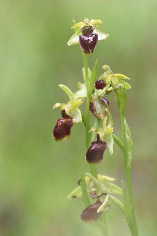 Ophrys araignée - Ophrys sphegodes ou Ophrys aranifera