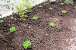 庭のグランドカバープランツ ハウスアップのブログ