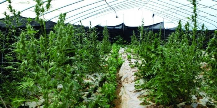 3男子上网自学种植技术机械化种大麻种子4多颗 手机新浪网