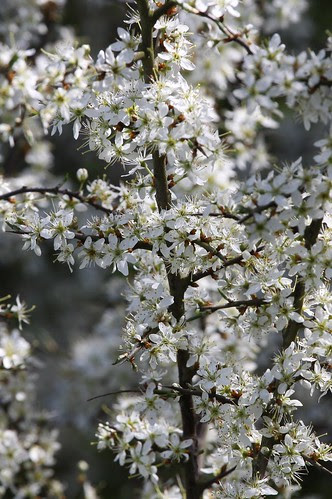 Hedge Blossom
