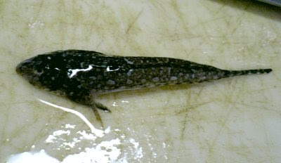 メゴチの たぶん わかりやすい捌き方 カレーと狩猟と料理研究会