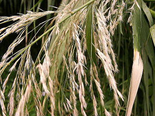 File No 614 宮崎と周辺の植物 ダンチク Arundo Donax L 暖竹 イネ科 撮影日 02 11 4 撮影場所 日南市 ダンチク は文字どおり暖地の海岸等に生えるタケのような多年草で ヨシに似ているが 分類上はダンチク属とアシ属に分かれている 関東南部 琉球
