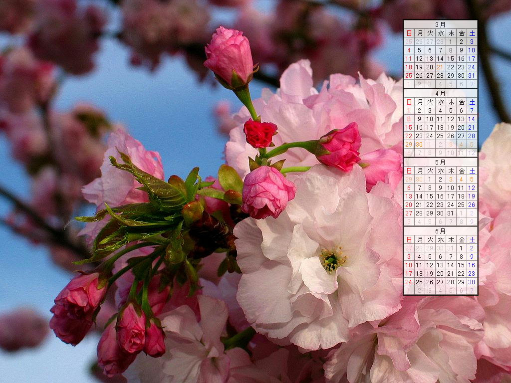 壁紙 桜の花 07年無料壁紙カレンダー 07年3月 07年6月 兵庫と神戸の写真ブログ