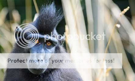 CRESTED MACAQUE (MONYET JAMBUL)