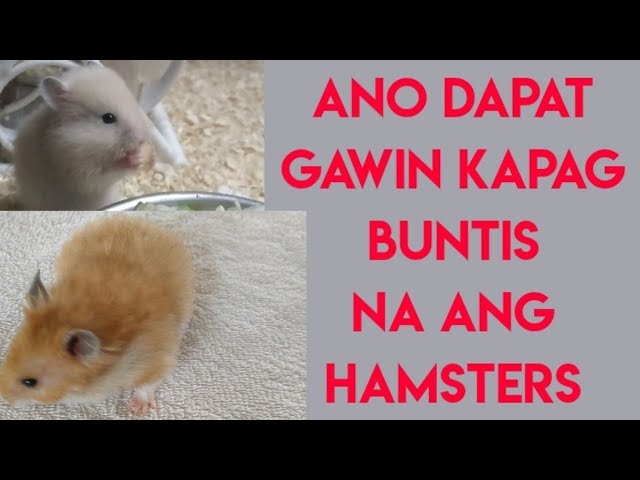 Paano Alagaan Ang Baging Panganak Na Hamster