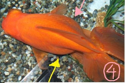 金魚 らんちゅう専門店 金魚一道 金魚ｑ ａ
