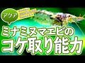 水槽 コケ 対策 エビ 159537-水槽 コケ 対策 エビ
