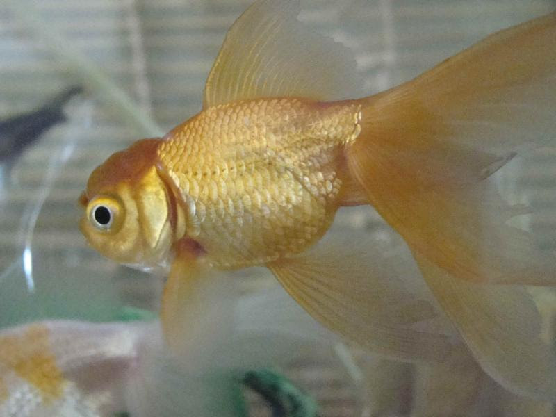 魚と唐辛子 べ ちっこブログ