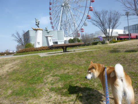 わんさかランド 柴犬ゴンのお散歩日記 楽天ブログ