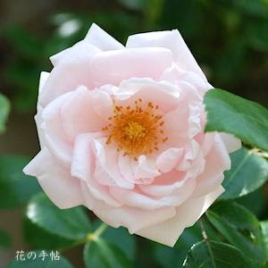 バラ ニュードーン Rose New Dawn つるバラ 2500品種の薔薇を作出者 交配親などのデータと美しい写真で紹介する花の手帖のwebバラ図鑑