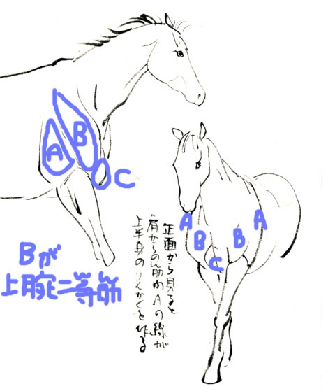 馬の描き方