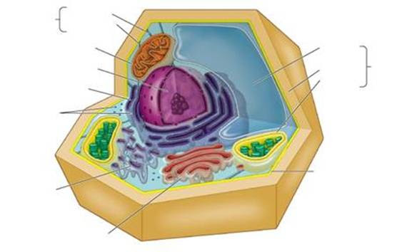 eukaryotic cell without labels - Clip Art Library