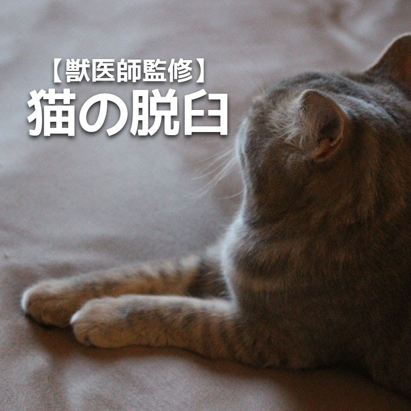 獣医師監修】猫の脱臼について知っていますか？原因・症状から治療 