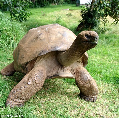 Jonathan, nama kura-kura tersebut, kini diketahui berada di kepulauan South Atlantic di St Helena, sama seperti lokasi di mana foto itu diabadikan.
