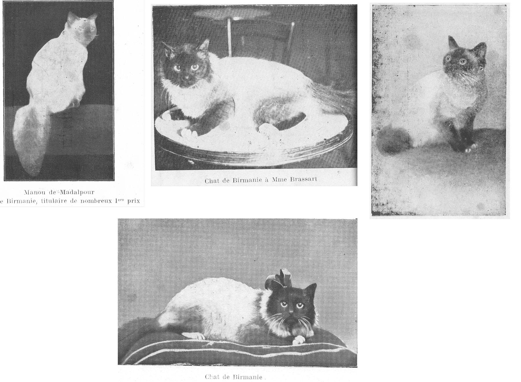 Breeds Of Cats Dr V Ph Jumaud 1930