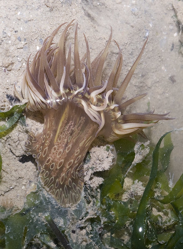 Polka dot sea anemone