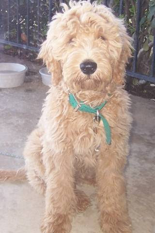 goldendoodle puppies. Goldendoodle Puppies FOR SALE