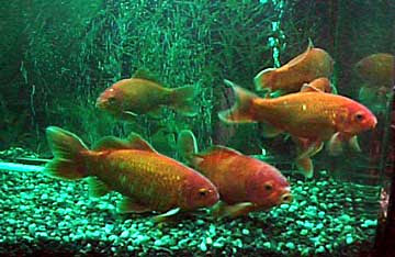 嗚呼水カビ病 兵学校は海軍病院に 金魚