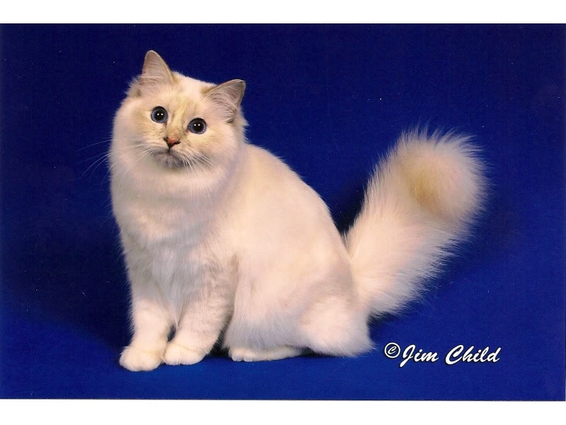 National Birman Fancier