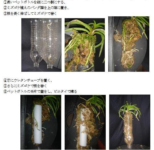 洋ラン学園 バンダの育て方と咲かせ方
