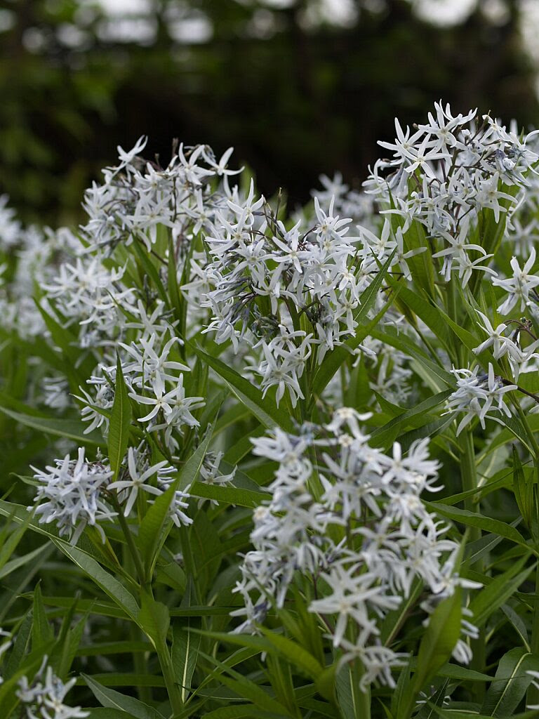 フリー植物素材 草花 ヤナギバチョウジソウ ヤエ素材