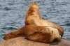 海獅