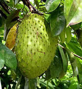 Guyabano Herbal Medicine Uses Health Benefits Side Effects