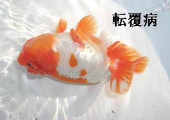 ランチュウ 金魚の病気 転覆病