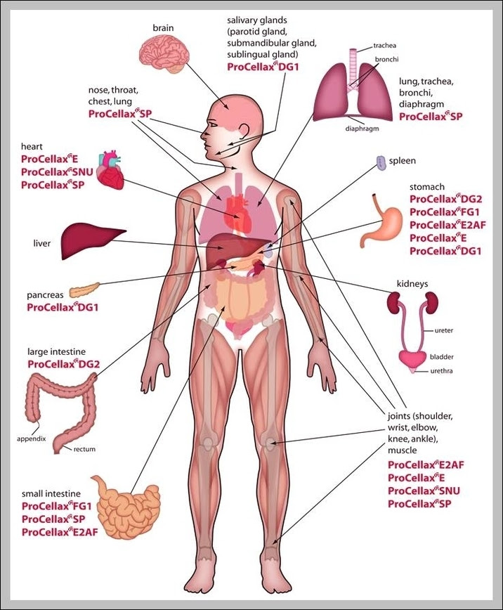 Human Body Parts Graph Diagram