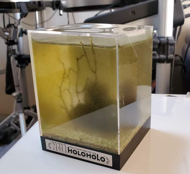 餌なしで年近く生きているエビ ホロホロ スカーレットシュリンプ ドラマー藤崎涼のブログ