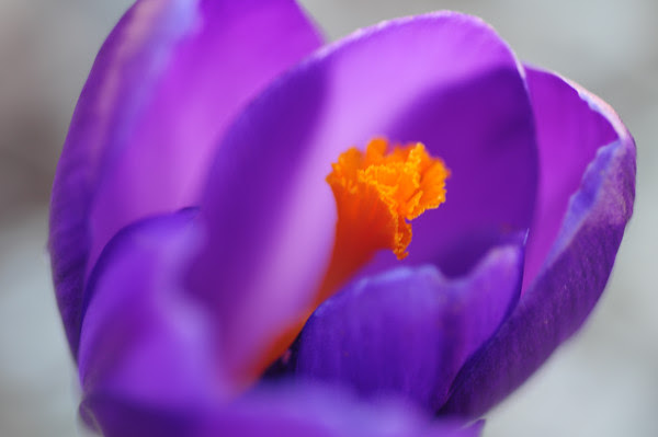 single blossom