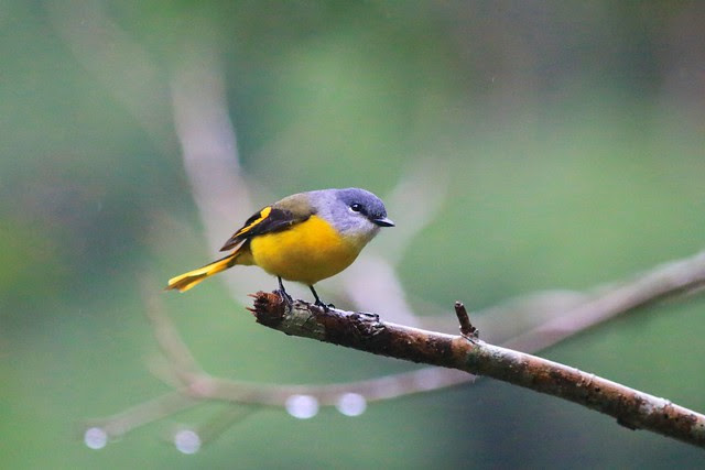 灰喉山椒鳥
