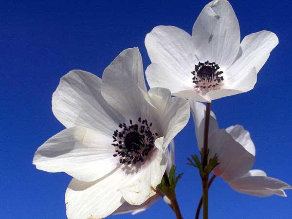 http://provagamou.gr/wp-content/uploads/2011/09/anemone.jpg