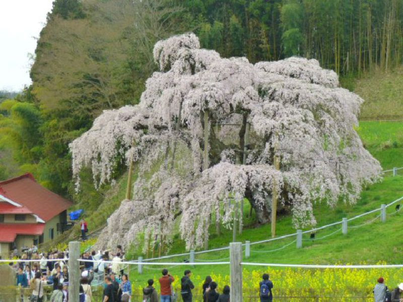 4月に行きたい国内旅行先おすすめ10選 22 トラベルjp 旅行ガイド